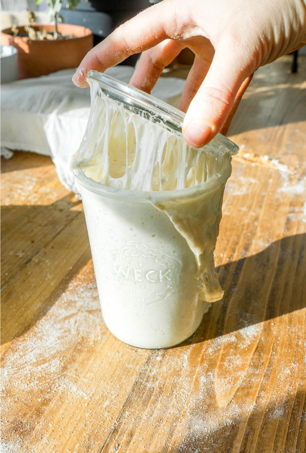 Fresh Milled Sourdough Starter